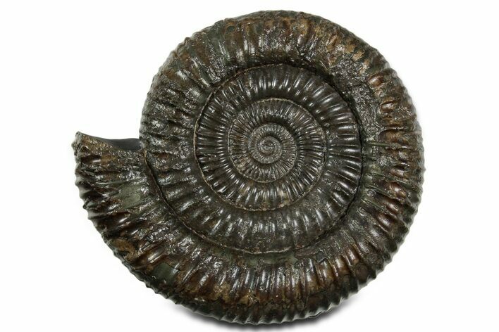 Jurassic Ammonite (Dactylioceras) Fossil - England #351161